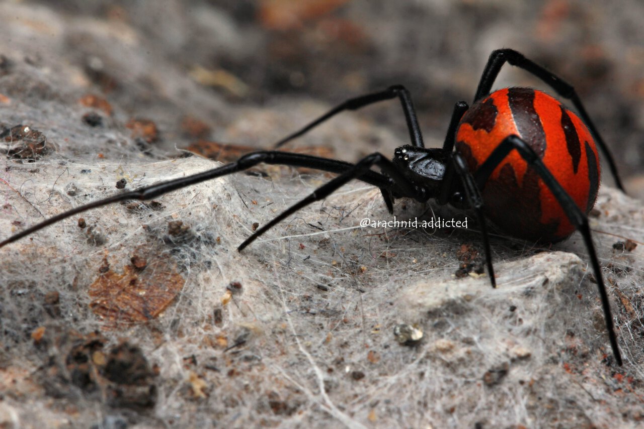 Latrodectus curacaviensis. | Arachnoboards