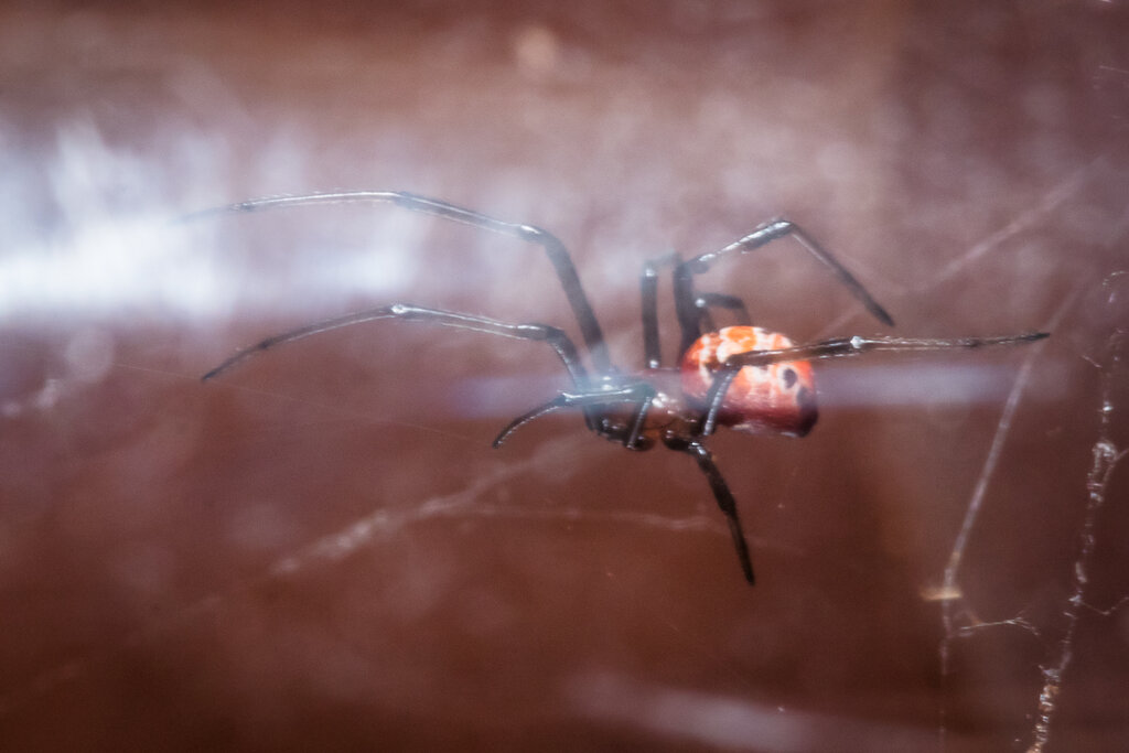 Latrodectus curacaviensis