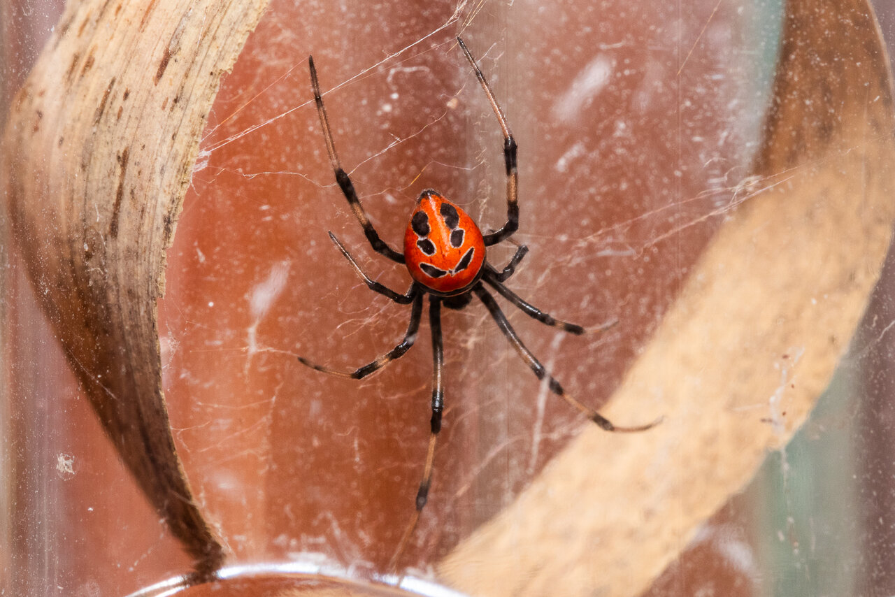 Latrodectus curacaviensis