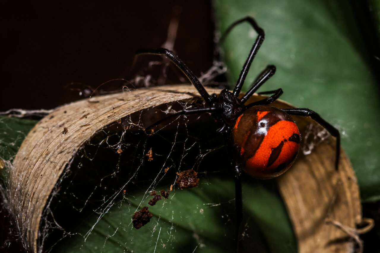 Latrodectus curacaviensis