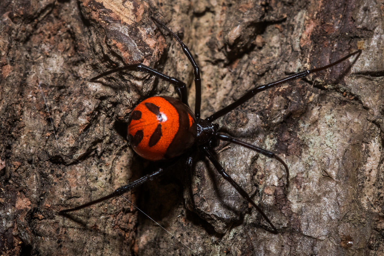 Latrodectus curacaviensis