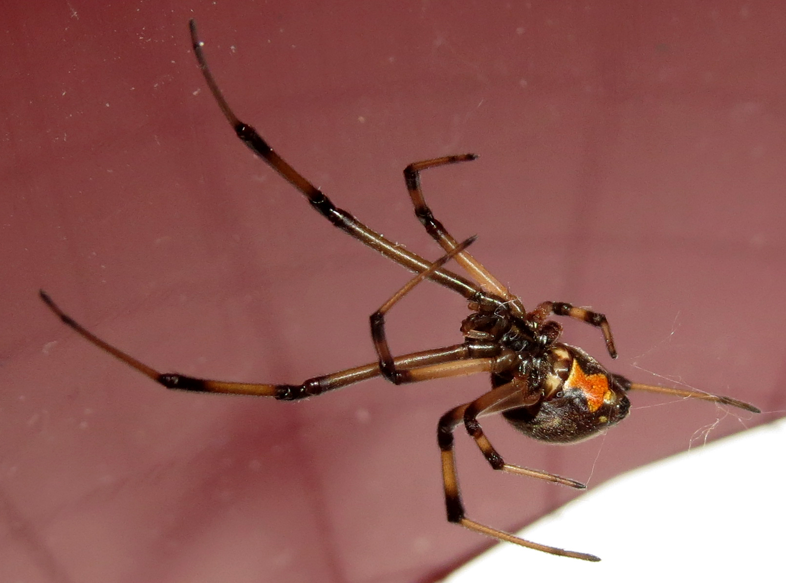 Latrodectus geometricus [2/2]