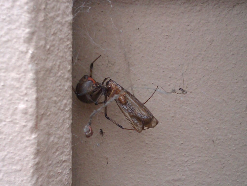 Latrodectus geometricus male female and prey