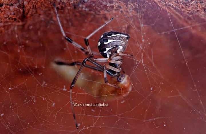 Latrodectus geometricus.