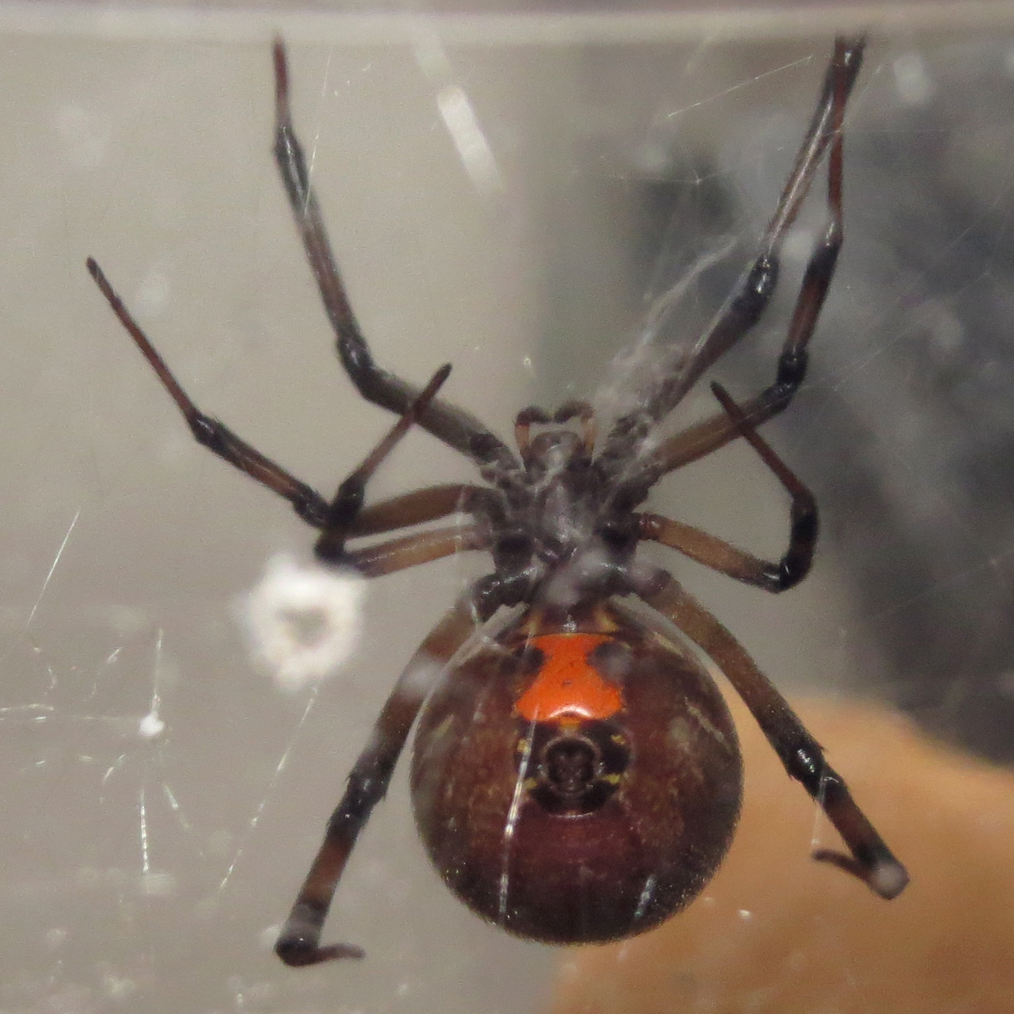 Latrodectus Geometricus Arachnoboards