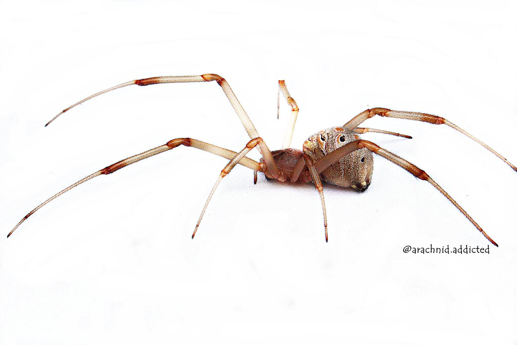 Latrodectus geometricus.