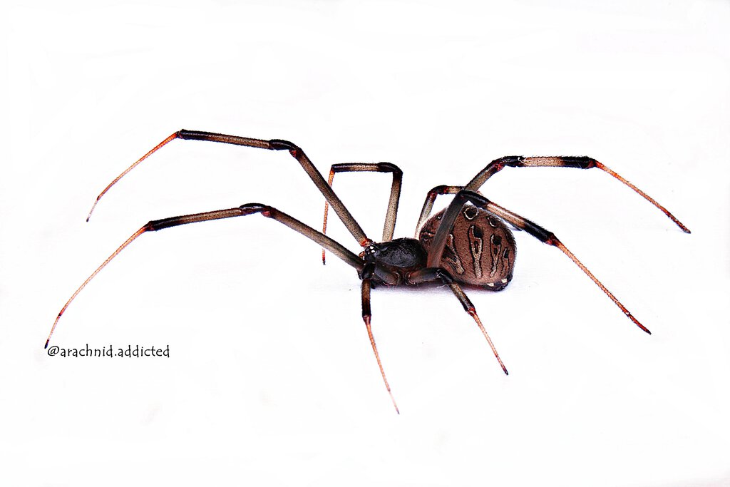 Latrodectus geometricus.