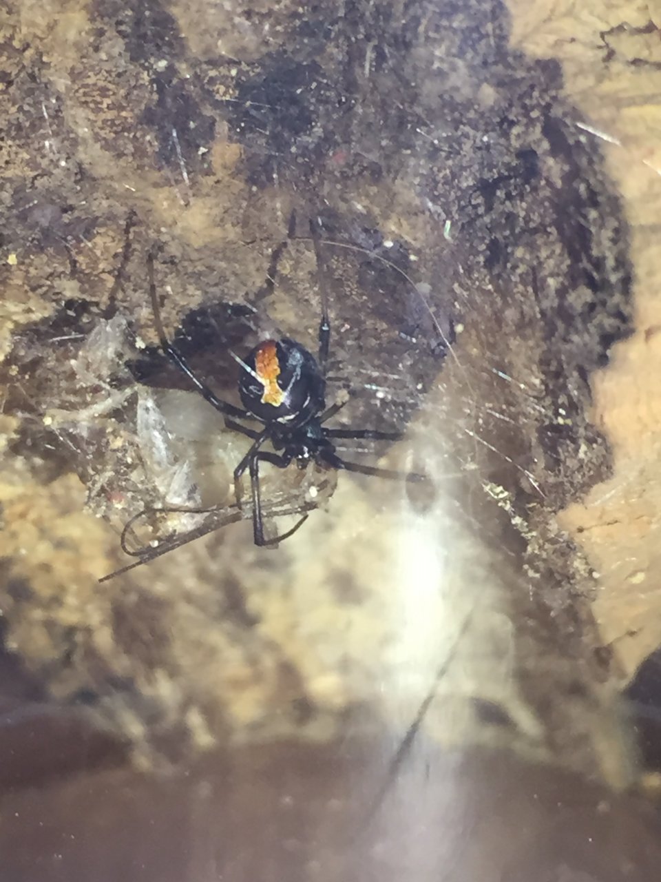 Latrodectus hasselti enjoying her weekly dinner