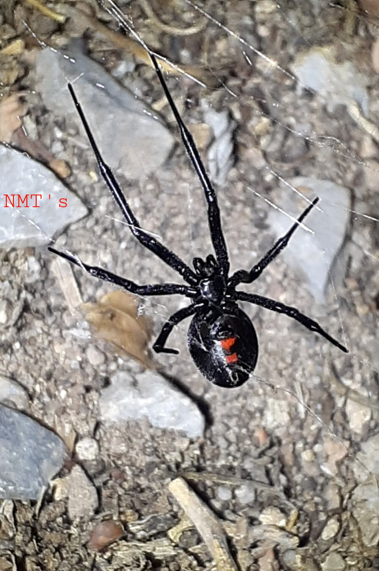 Latrodectus hesperus - Backyard Momma