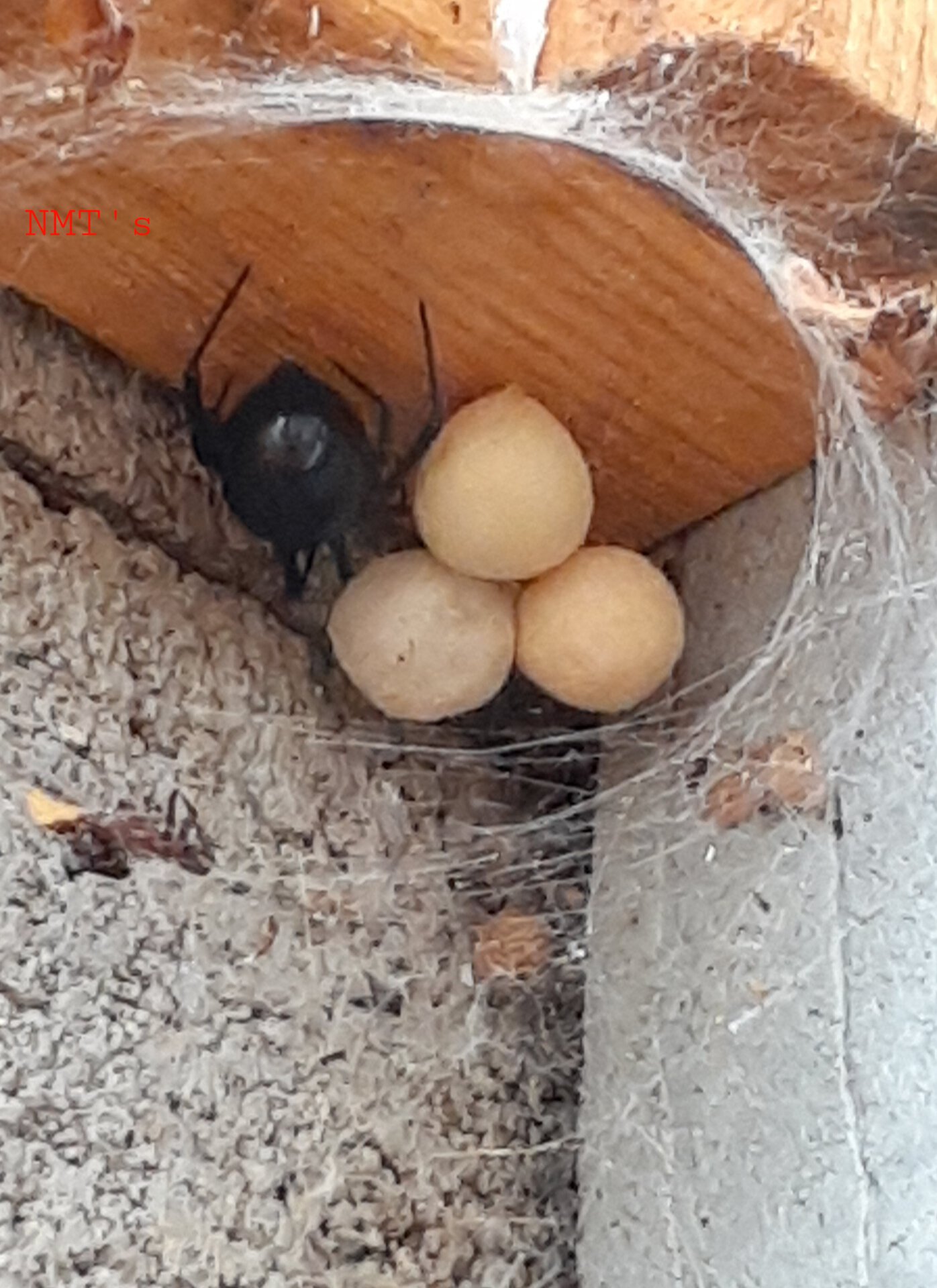 Latrodectus hesperus - BIG momma...