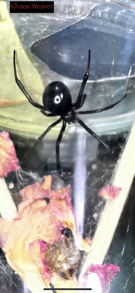 Latrodectus hesperus (Khaos Weaver)