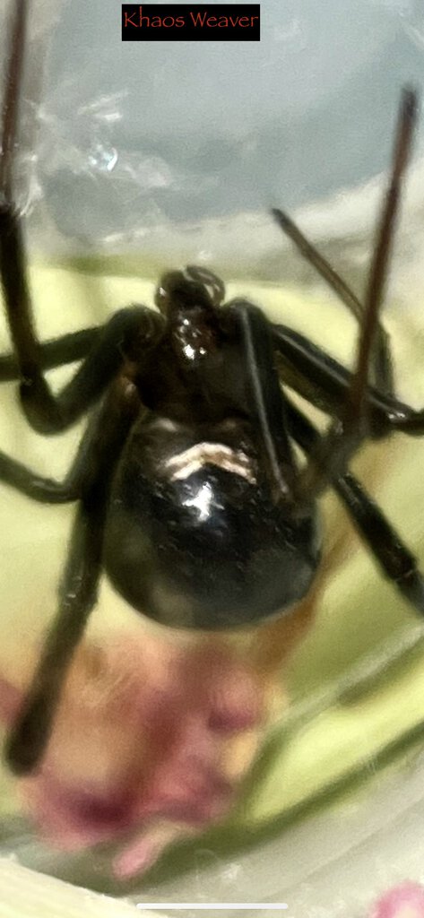 Latrodectus hesperus (Khaos Weaver)