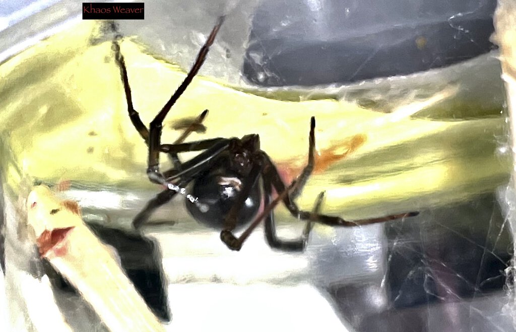 Latrodectus hesperus (Khaos Weaver)