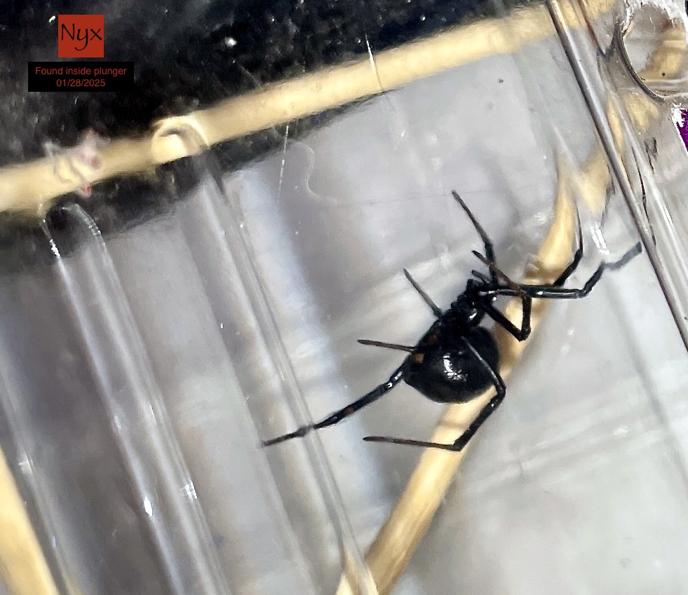 Latrodectus hesperus (Nyx)