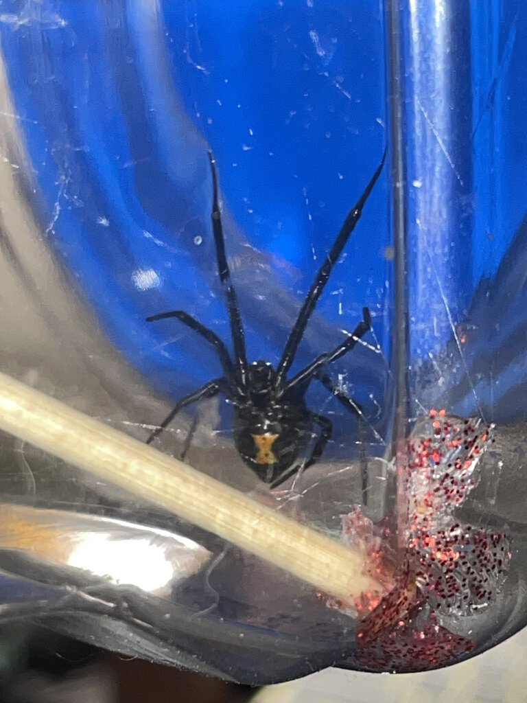 Latrodectus hesperus (Nyx)