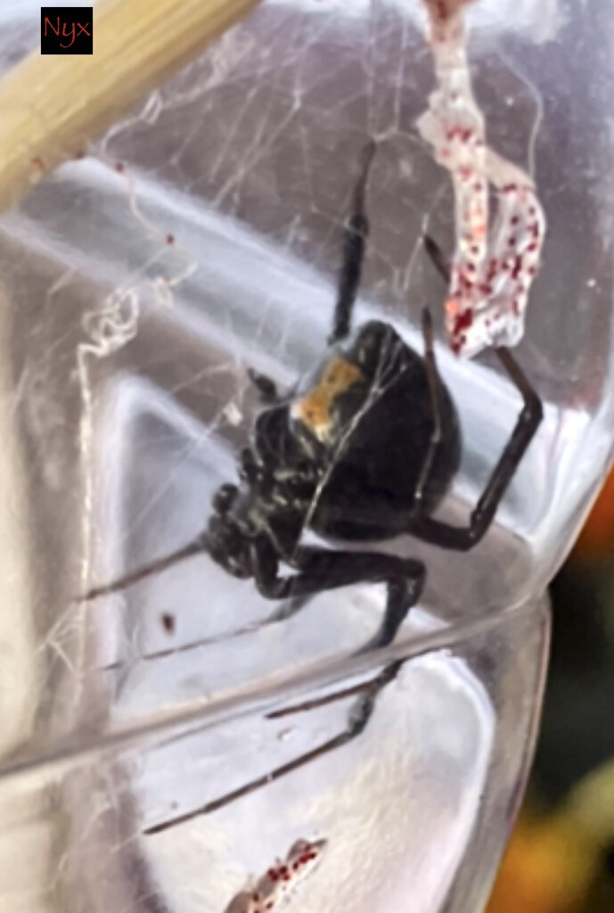 Latrodectus hesperus (Nyx)