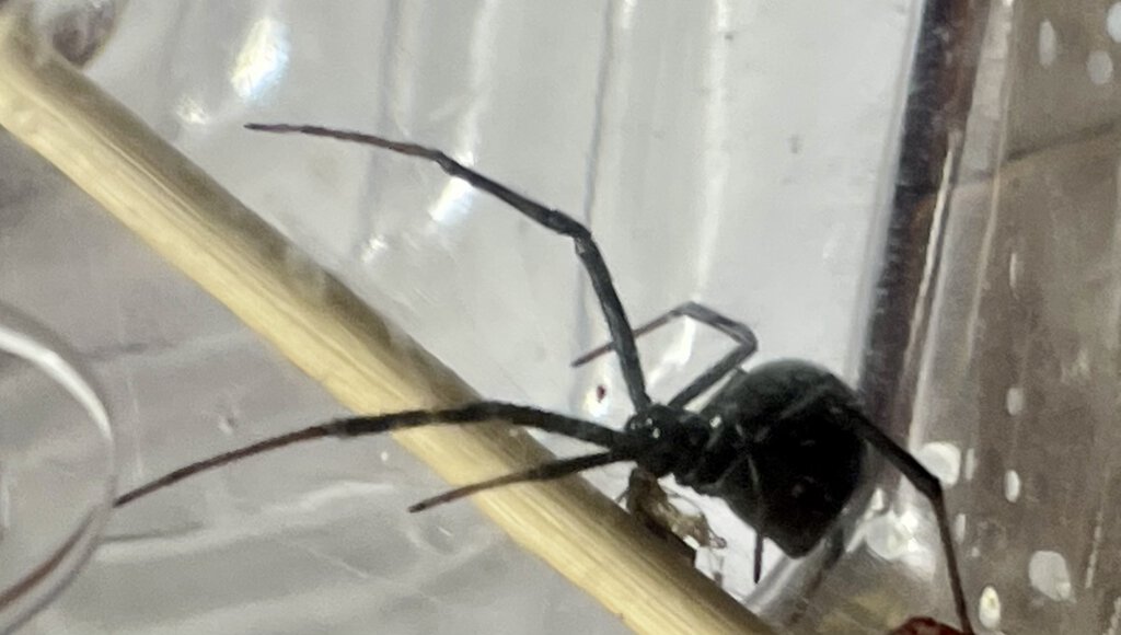 Latrodectus hesperus (Nyx)