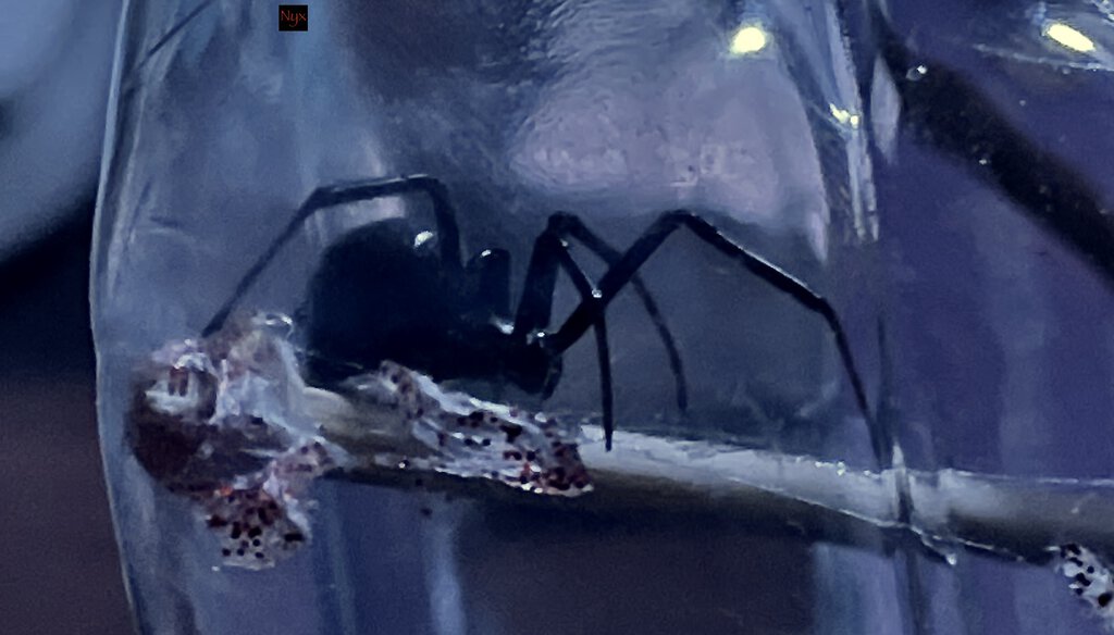 Latrodectus hesperus (Nyx)