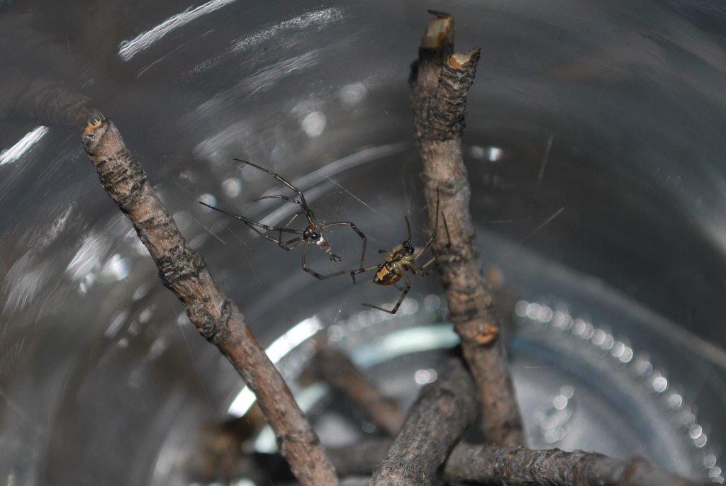 Latrodectus hesperus post-molt