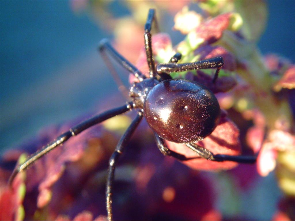 Latrodectus Hesperus Western Black Widow Female "Big-Ass"