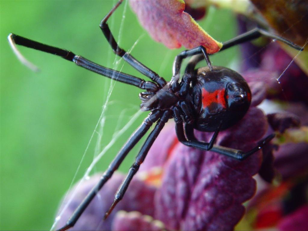 Latrodectus Hesperus Western Black Widow Female "Big-Ass"