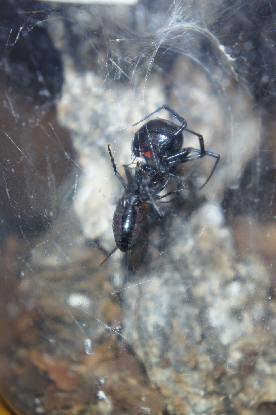 Latrodectus hesperus - Western Black Widow Female