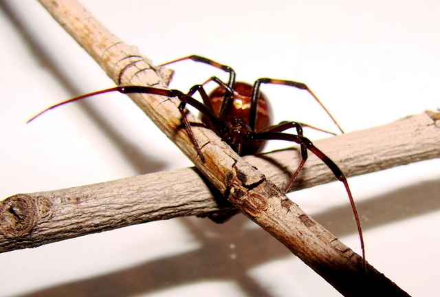 Latrodectus hesperus