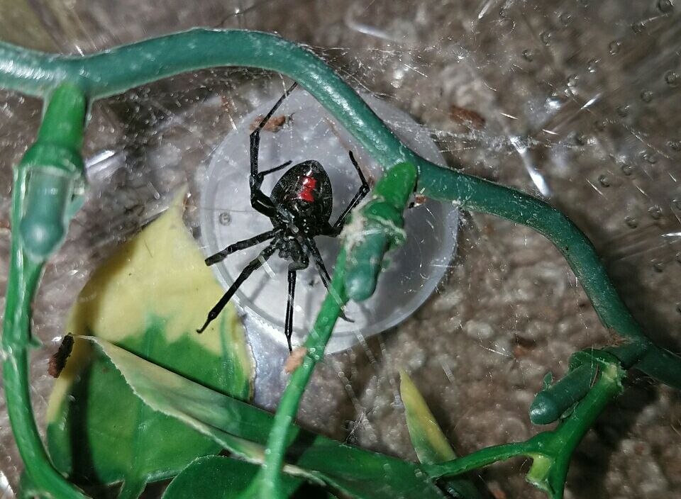 Latrodectus Hesperus