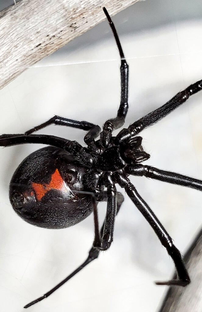 Latrodectus hesperus