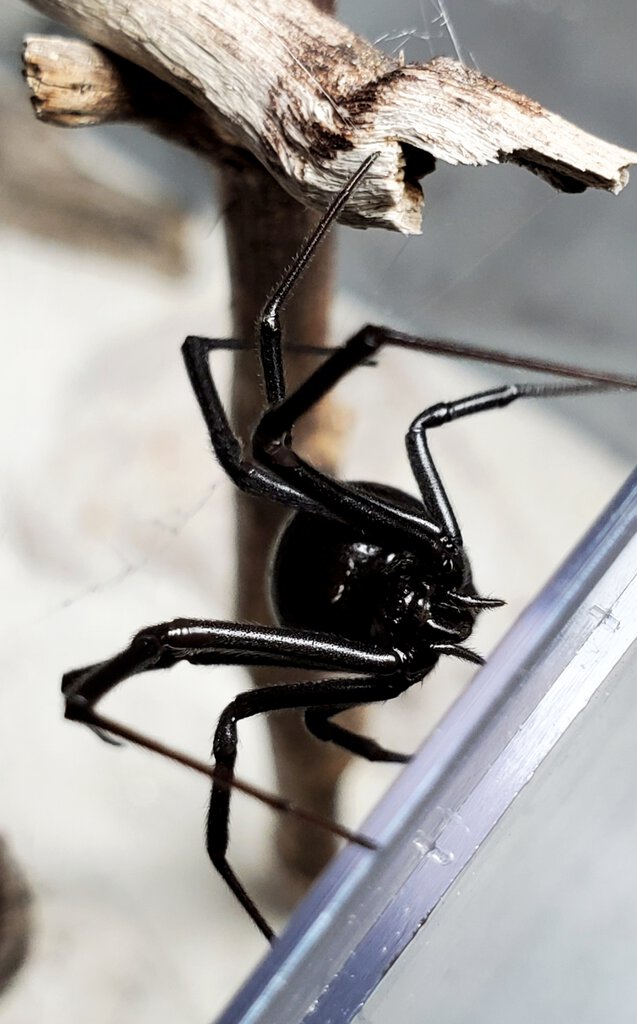 Latrodectus hesperus