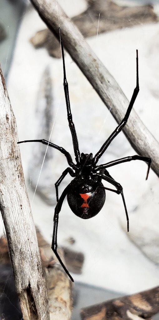 Latrodectus hesperus