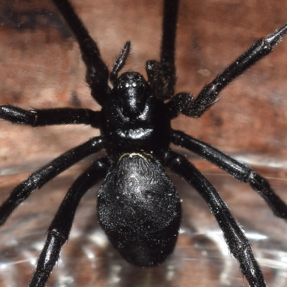 Latrodectus Hesperus