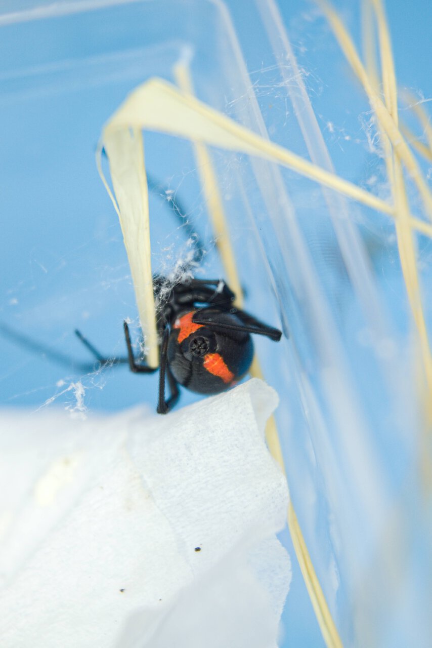 Latrodectus mactans.jpg