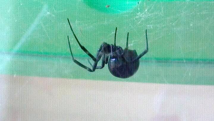 Latrodectus mactans Arachnoboards