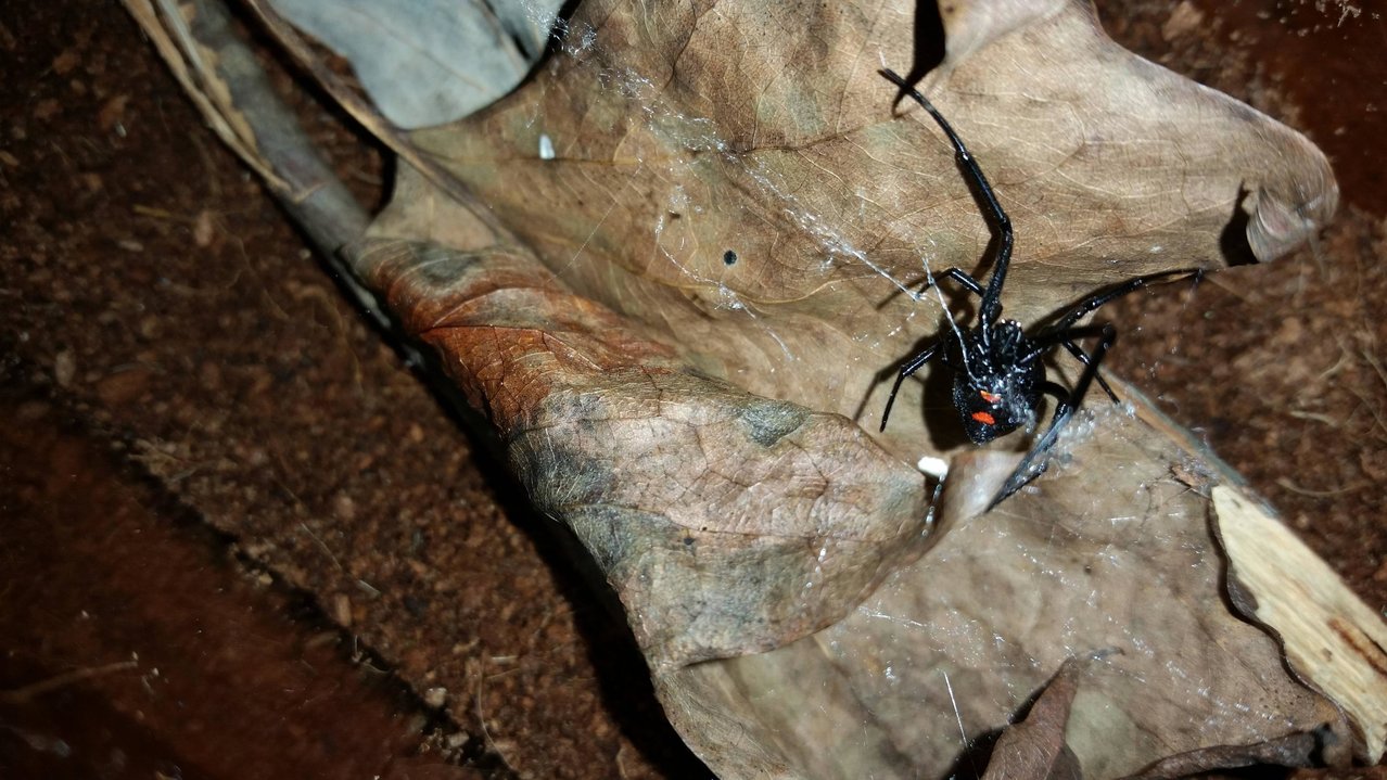 Latrodectus Mactans