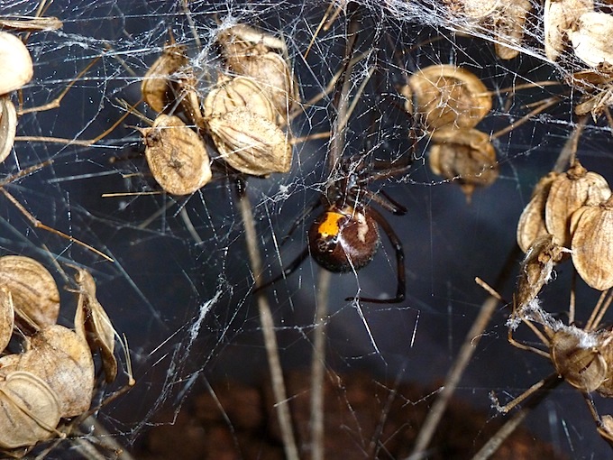 Latrodectus menavodi