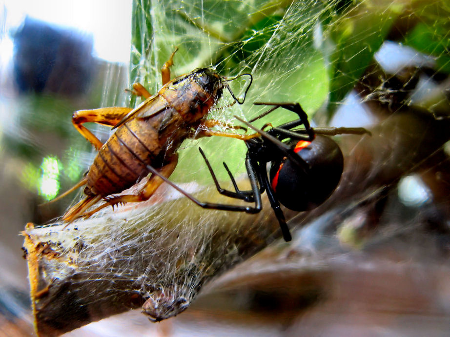 Latrodectus menavodi