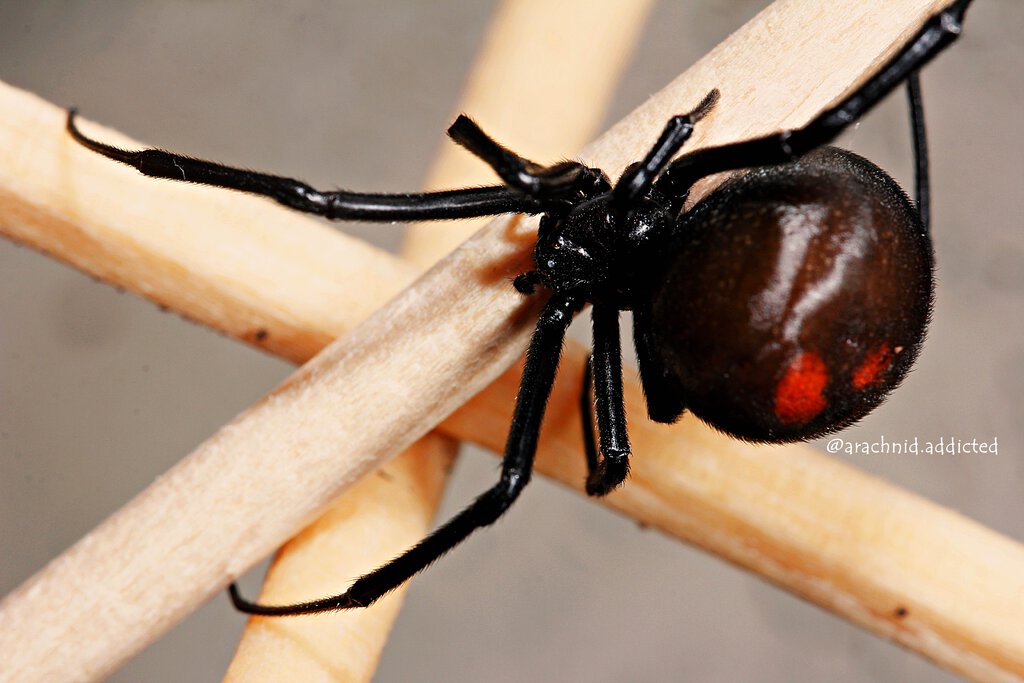 Latrodectus mirabilis.