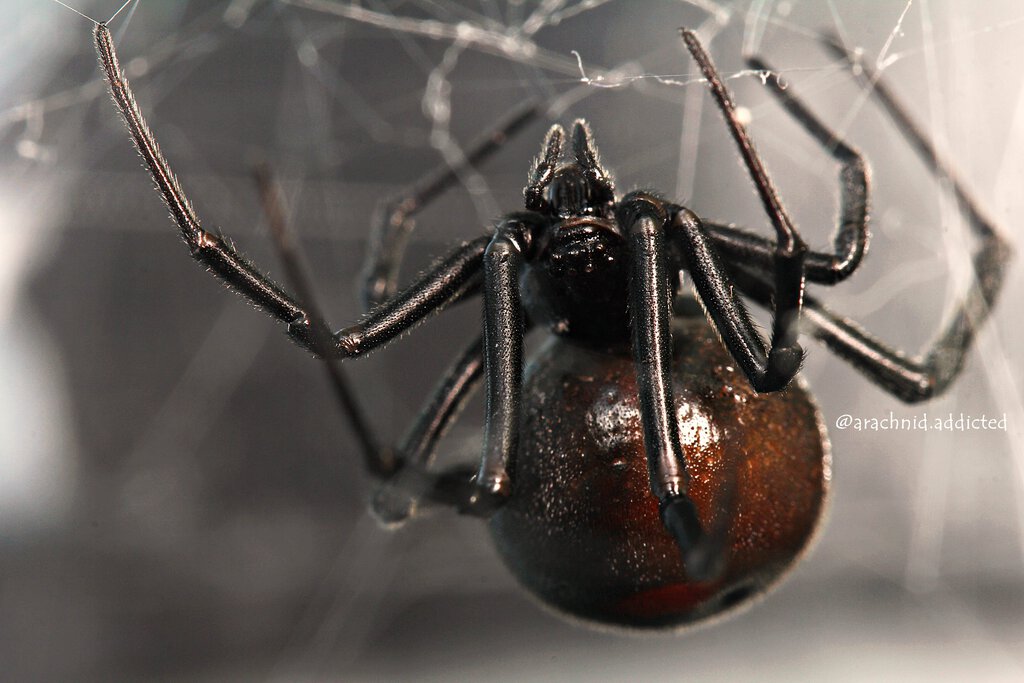 Latrodectus mirabilis.