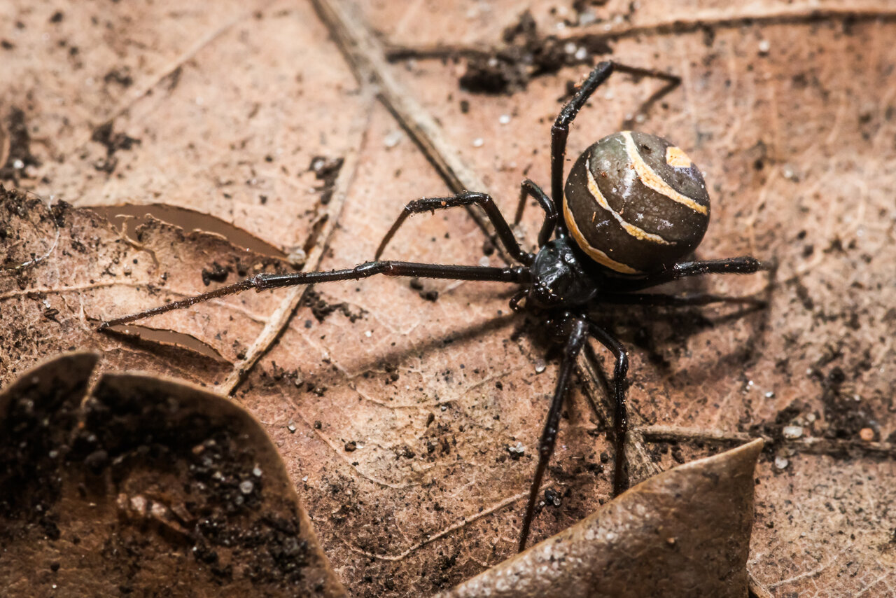 Latrodectus renivulvatus