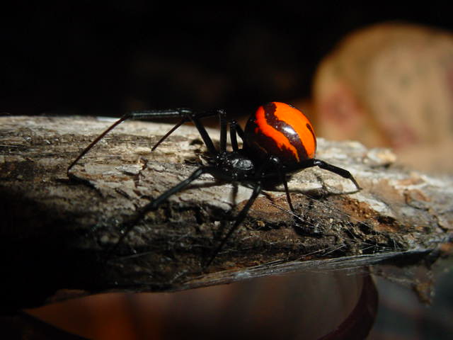 Latrodectus sp (Laos)