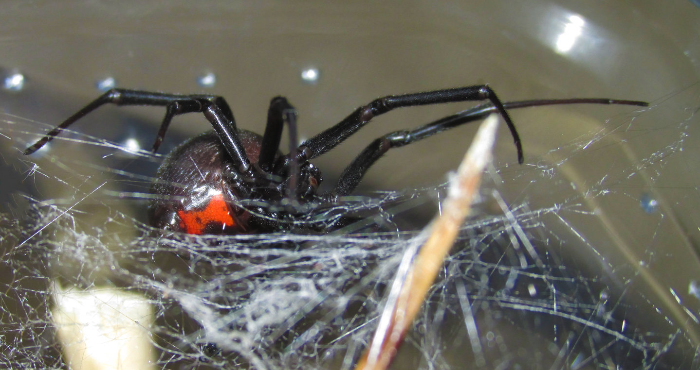 Latrodectus sp.