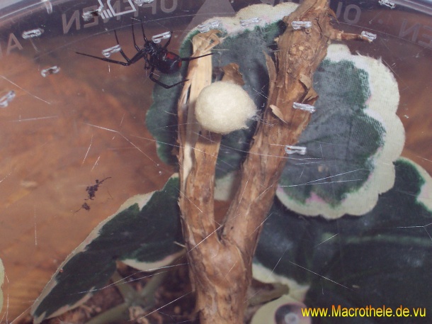 Latrodectus spec. ex Alicia eggsac