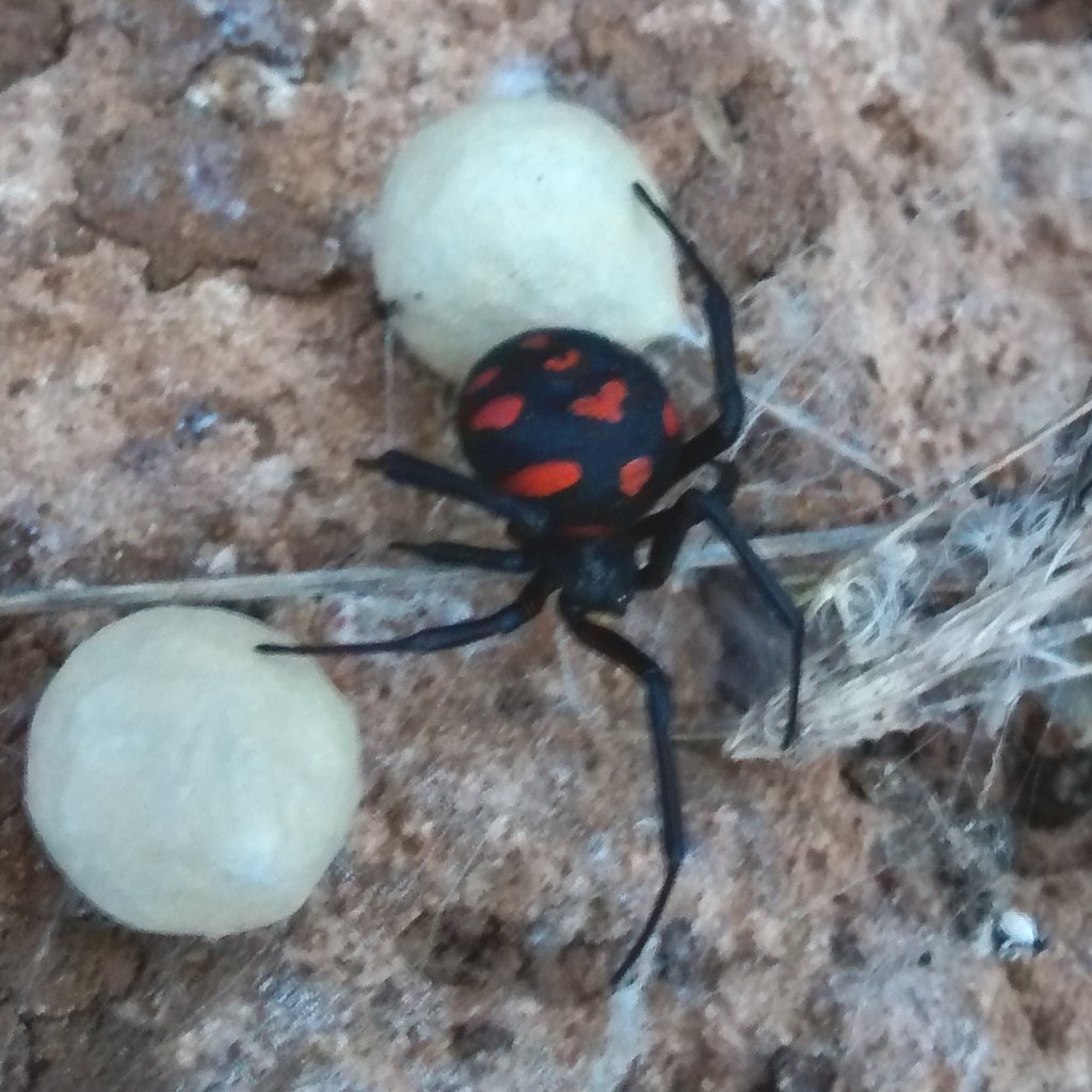 Latrodectus tredecimguttatus