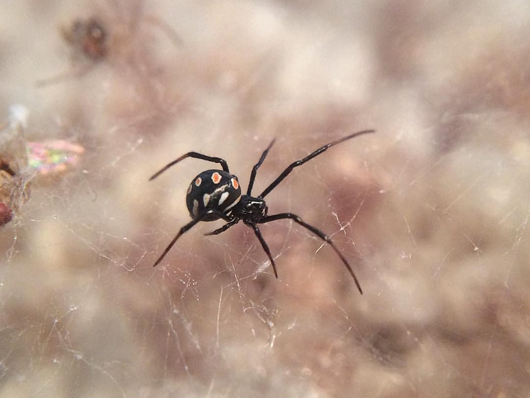 Latrodectus tredecimguttatus