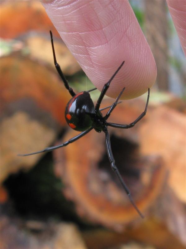 Latrodectus Variolus Northern Black Widow Female "Lefty"