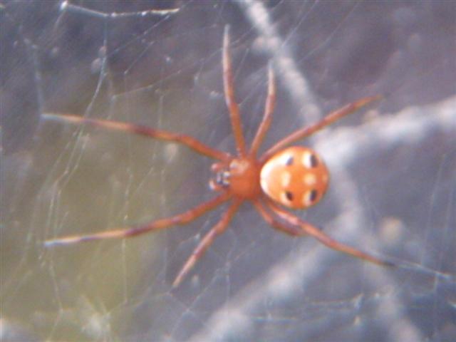 Latrodectus Variolus Northern Black Widow Spiderling