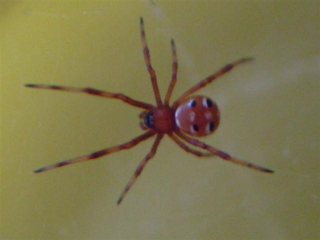 Latrodectus Variolus Northern Black Widow Spiderling