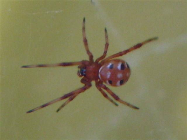 Latrodectus Variolus Northern Black Widow Spiderling