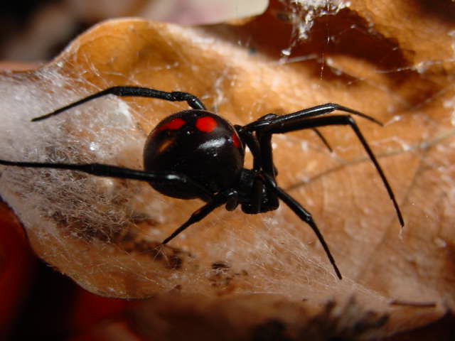 Latrodectus variolus